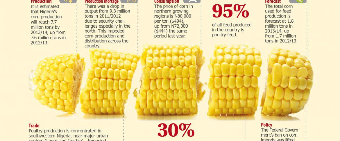 Corn Production Outlook in Nigeria